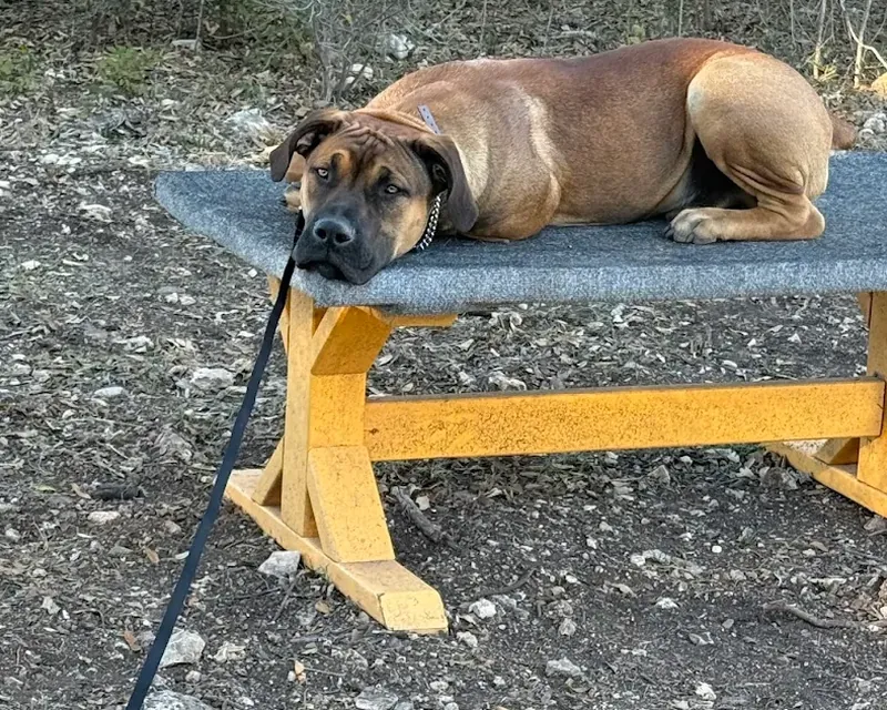 A shepherd mix settled calmly on a place cot outdoors after behavior training