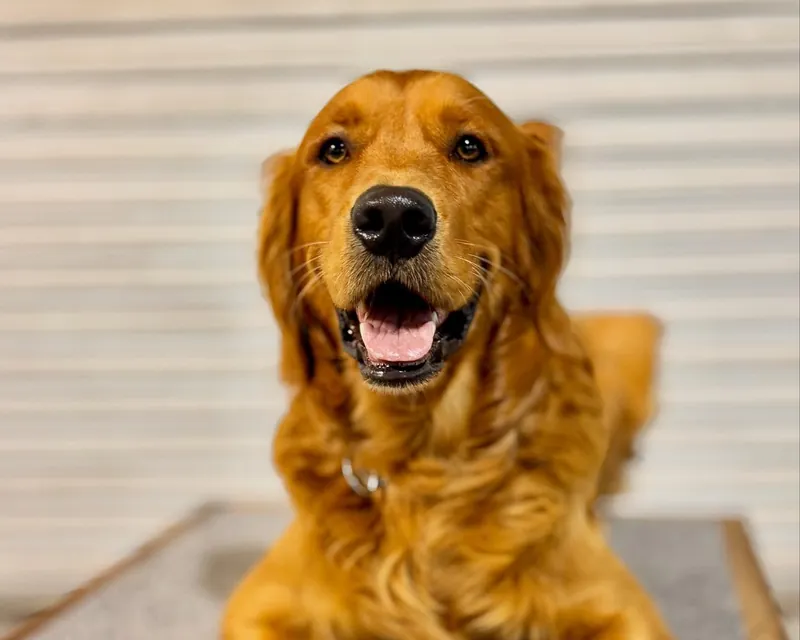 A golden retriever holding a place command on a training cot