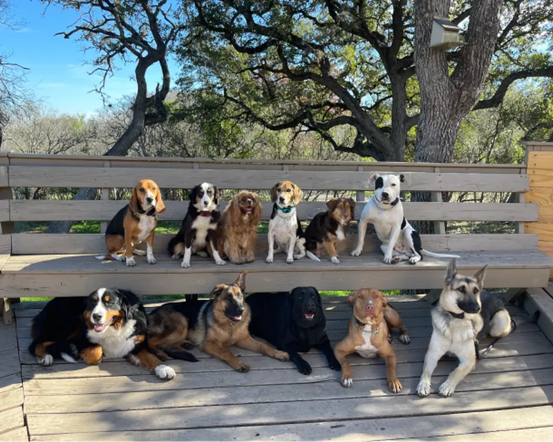 A group of trained dogs of different breeds sitting on benches together